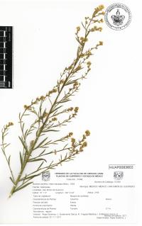 Symphyotrichum subulatum image